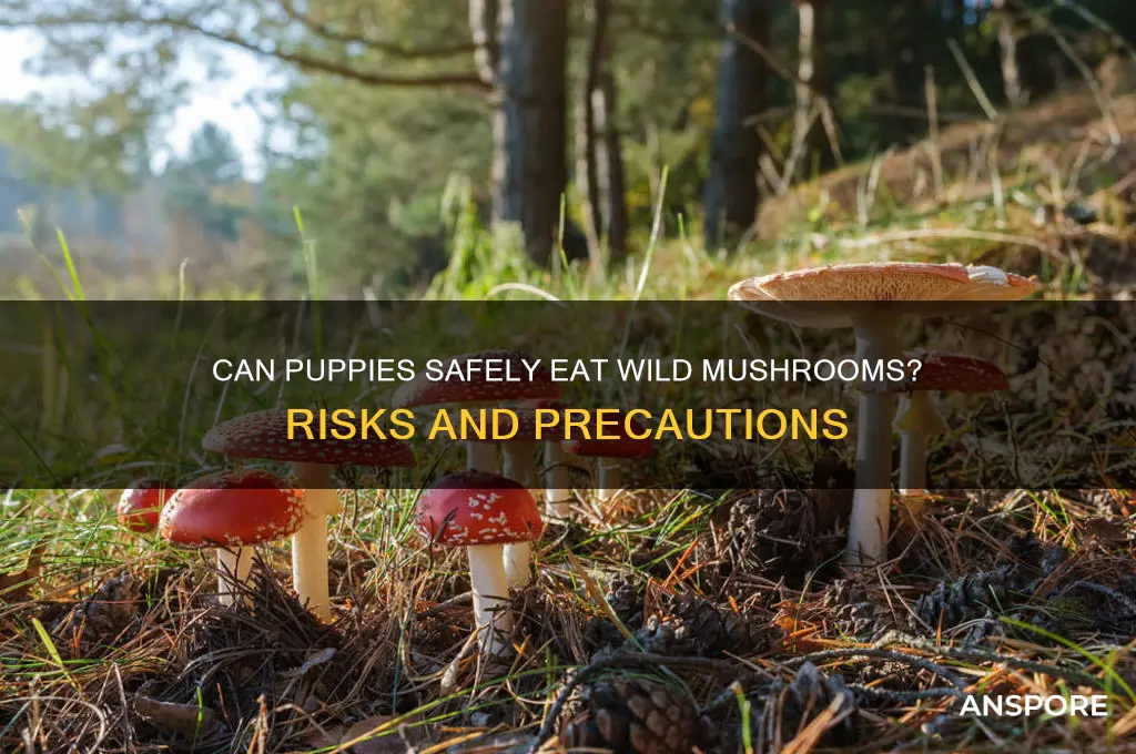 can puppies eat wild mushrooms