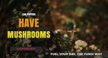 Can Puppies Eat Mushrooms? Safety Tips and Risks Explained