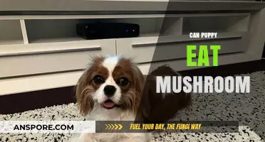 Can Puppies Eat Mushrooms? Safety Tips and Risks Explained