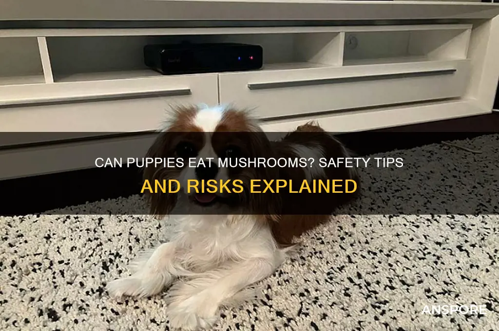 can puppy eat mushroom