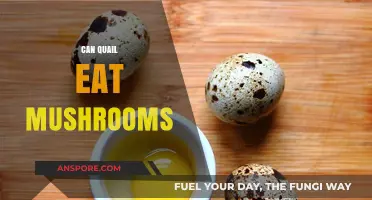 Can Quail Safely Eat Mushrooms? A Complete Feeding Guide