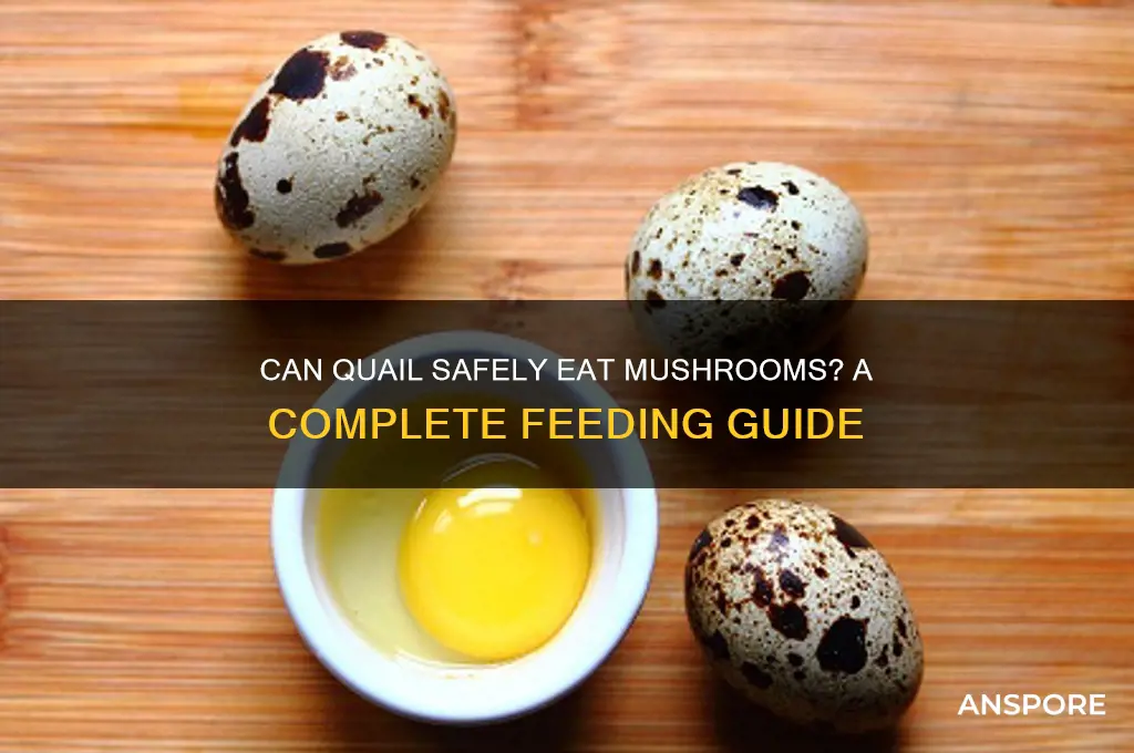 can quail eat mushrooms