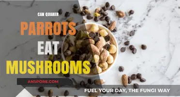 Can Quaker Parrots Safely Eat Mushrooms? A Complete Diet Guide