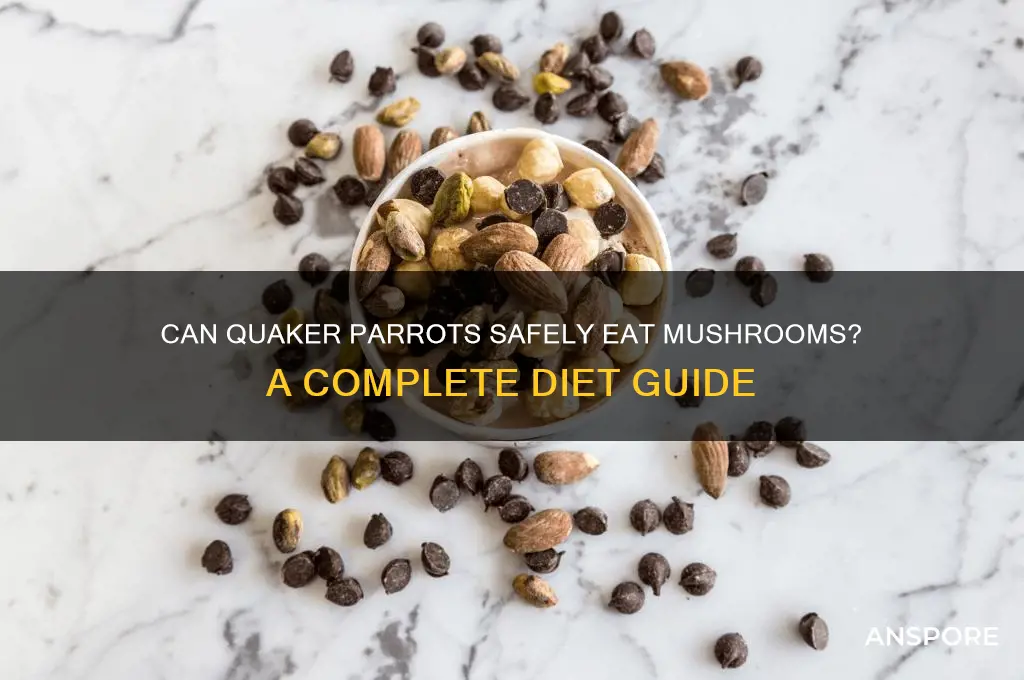 can quaker parrots eat mushrooms