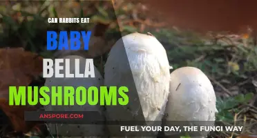Can Rabbits Safely Eat Baby Bella Mushrooms? A Complete Guide