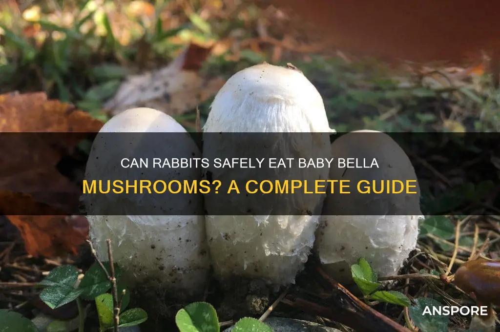 can rabbits eat baby bella mushrooms