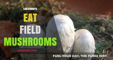 Can Rabbits Safely Eat Field Mushrooms? A Complete Guide