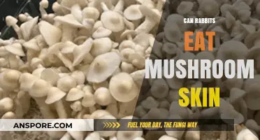 Can Rabbits Safely Eat Mushroom Skins? A Complete Guide