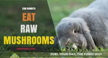 Can Rabbits Safely Eat Raw Mushrooms? A Complete Guide