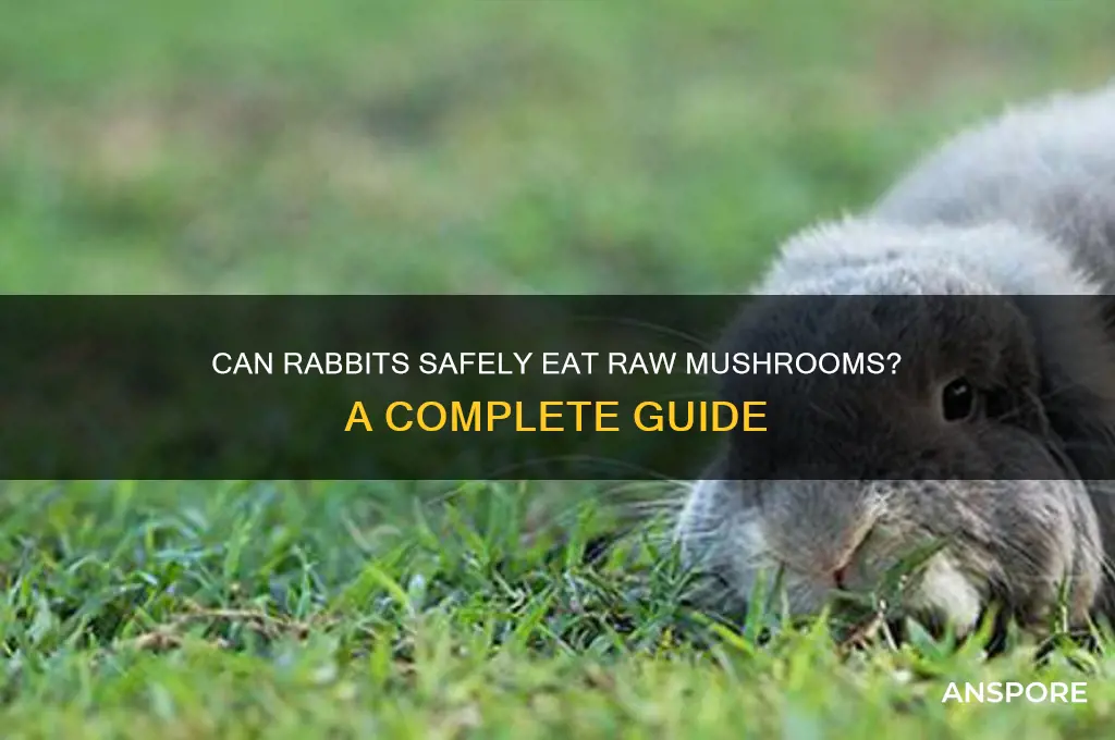 can rabbits eat raw mushrooms