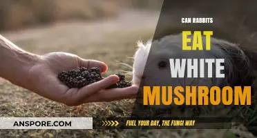 Can Rabbits Safely Eat White Mushrooms? A Complete Guide