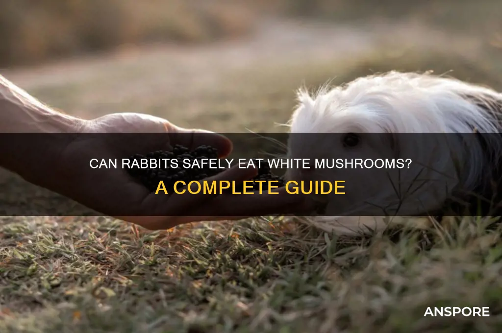 can rabbits eat white mushrooms