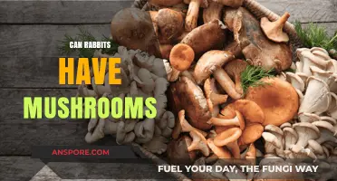 Can Rabbits Safely Eat Mushrooms? A Complete Guide for Owners