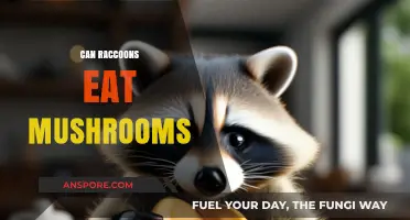 Can Raccoons Safely Eat Mushrooms? Exploring Their Dietary Habits