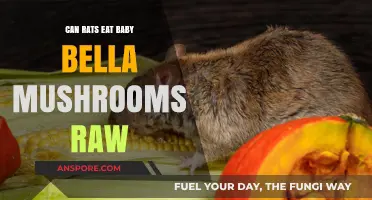 Can Rats Safely Eat Raw Baby Bella Mushrooms? A Guide
