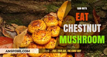 Can Rats Safely Eat Chestnut Mushrooms? A Complete Guide