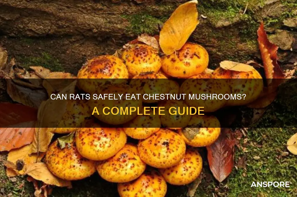 can rats eat chestnut mushrooms