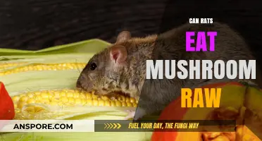 Can Rats Safely Eat Raw Mushrooms? A Complete Guide