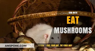 Can Rats Safely Eat Mushrooms? A Comprehensive Guide for Owners