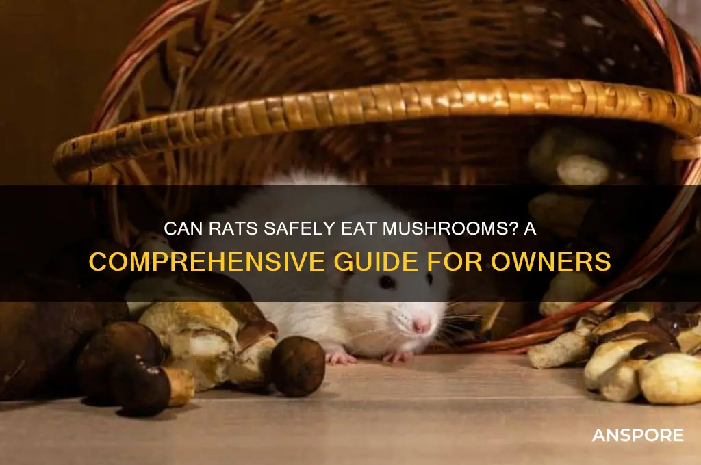 can rats eat mushrooms