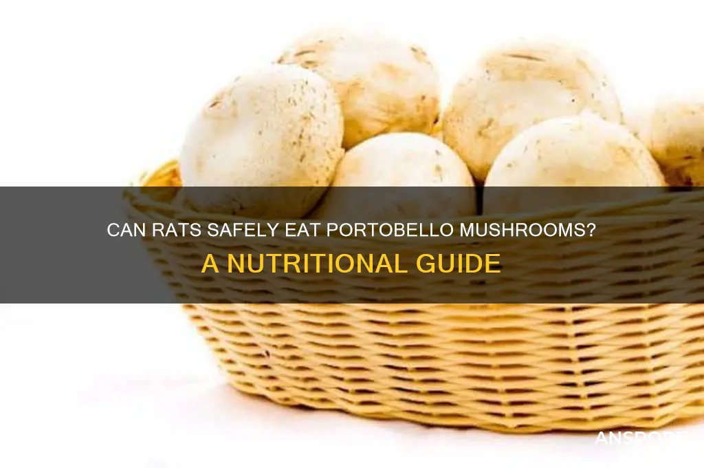 can rats eat portobello mushrooms