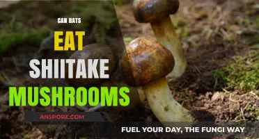 Can Rats Safely Eat Shiitake Mushrooms? A Nutritional Guide
