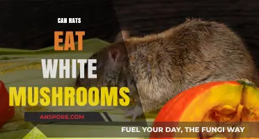Can Rats Safely Eat White Mushrooms? A Complete Feeding Guide