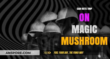 Do Rats Experience Psychedelic Effects from Magic Mushrooms?