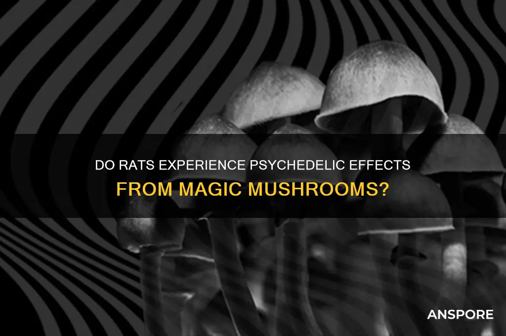can rats trip on magic mushrooms