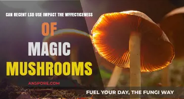 LSD's Afterglow: How Recent Use Affects Magic Mushroom Trips