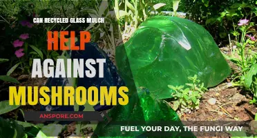 Recycled Glass Mulch: A Mushroom-Resistant Solution for Your Garden?