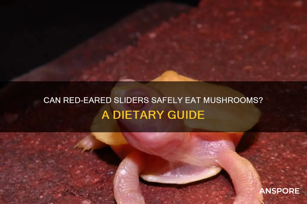 can red eared sliders eat mushrooms