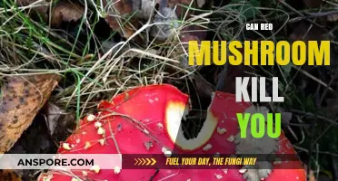 Deadly or Harmless? The Truth About Red Mushrooms and Toxicity