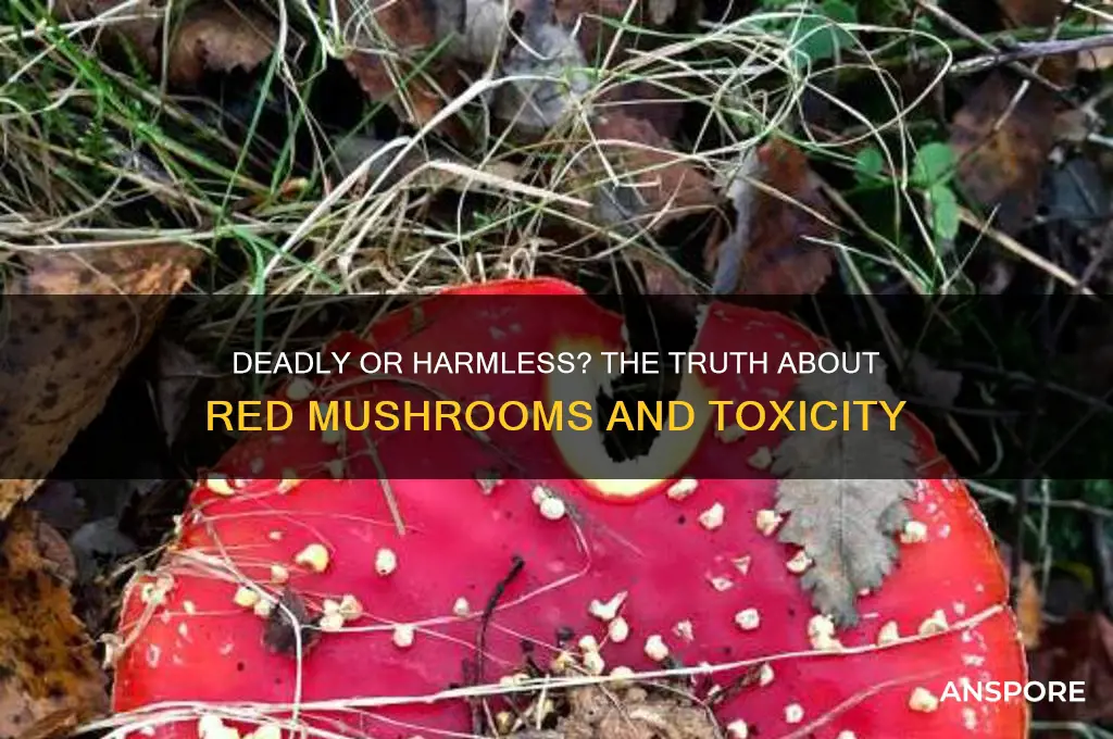 can red mushrooms kill you