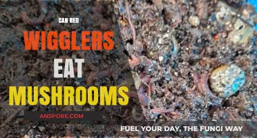 Can Red Wigglers Safely Eat Mushrooms? A Composting Guide