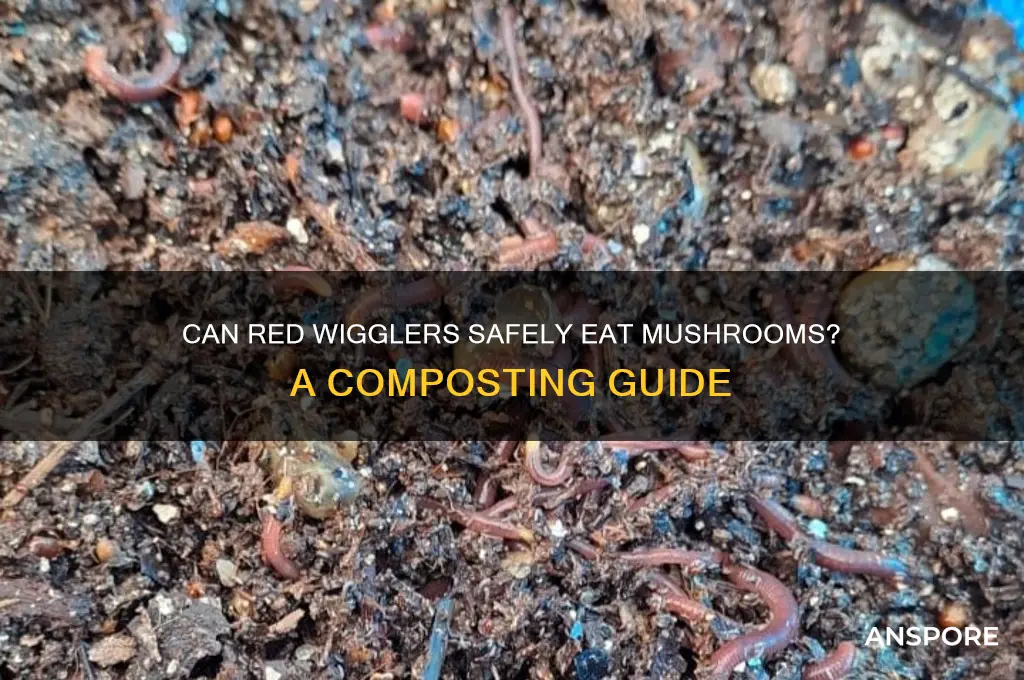 can red wigglers eat mushrooms