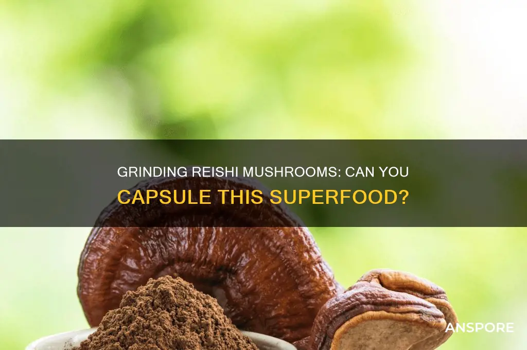 can reishi mushroom be ground an used in capsules