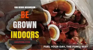 Growing Reishi Mushrooms Indoors: A Beginner's Guide to Success