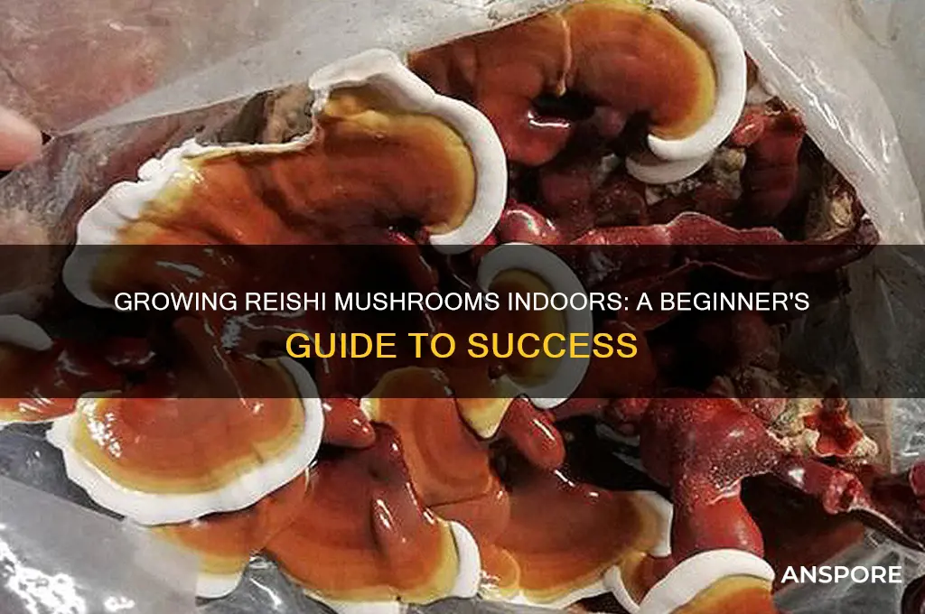 can reishi mushroom be grown indoors