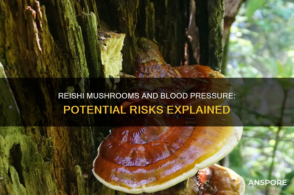 can reishi mushroom cause high blood pressure