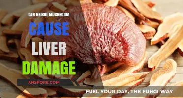Reishi Mushroom and Liver Health: Potential Risks Explored