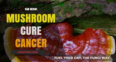 Reishi Mushroom and Cancer: Exploring Potential Benefits and Limitations