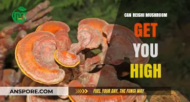 Can Reishi Mushrooms Induce a High? Debunking Myths and Facts