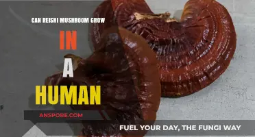 Can Reishi Mushrooms Thrive Inside the Human Body?