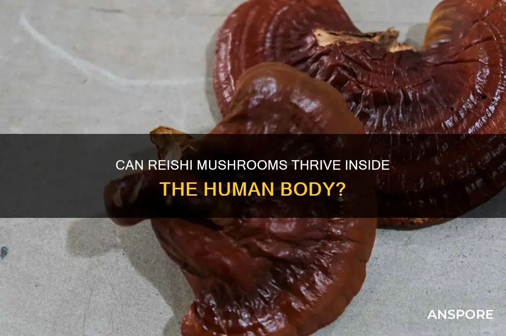 can reishi mushroom grow in a human