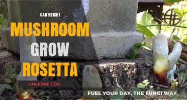 Can Reishi Mushrooms Grow on Rosetta: Unveiling the Truth