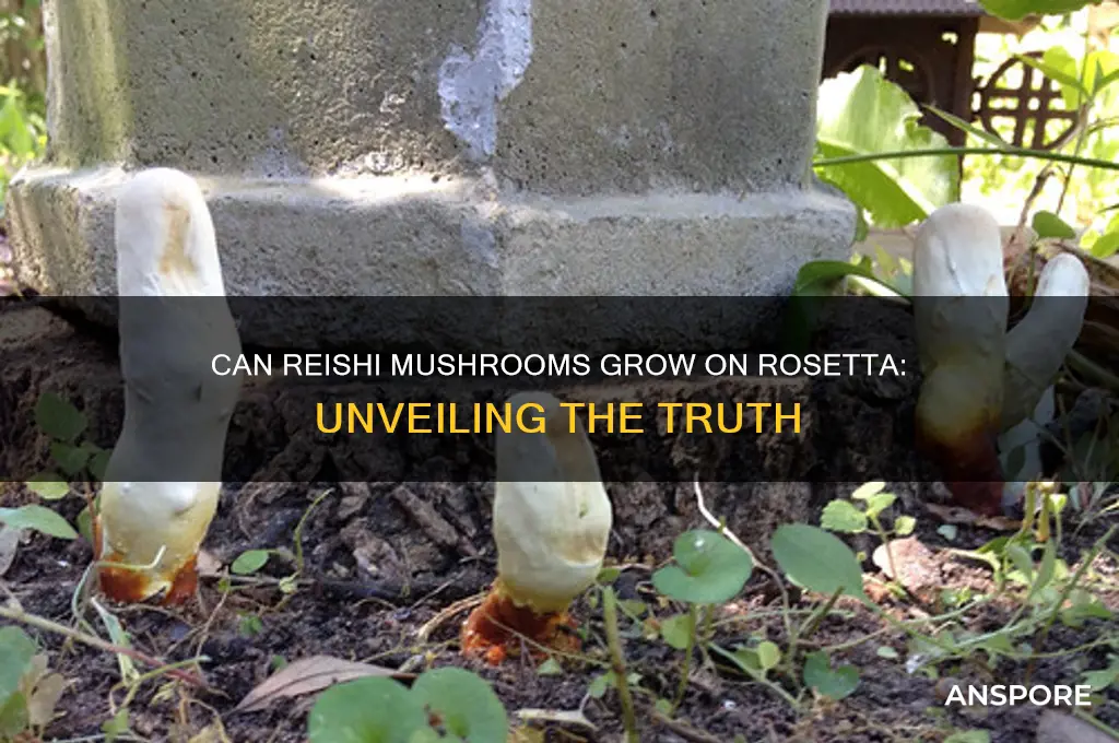 can reishi mushroom grow rosetta