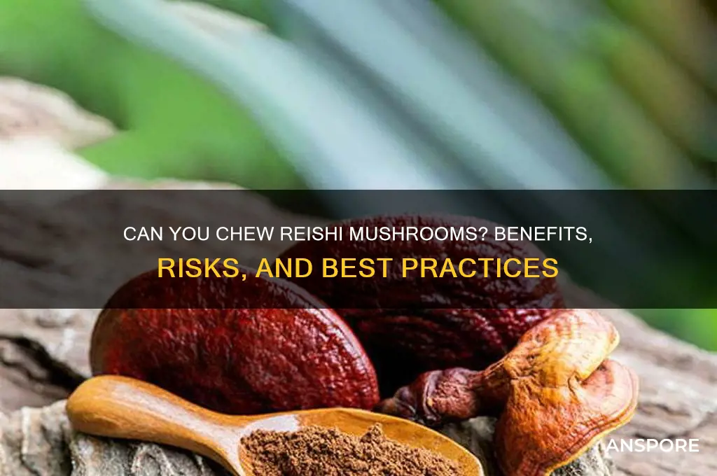 can reishi mushrooms be chewed
