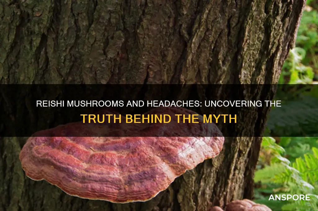 can reishi mushrooms cause headaches