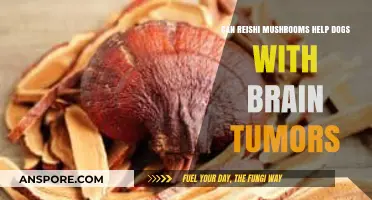 Reishi Mushrooms: A Natural Aid for Canine Brain Tumors?